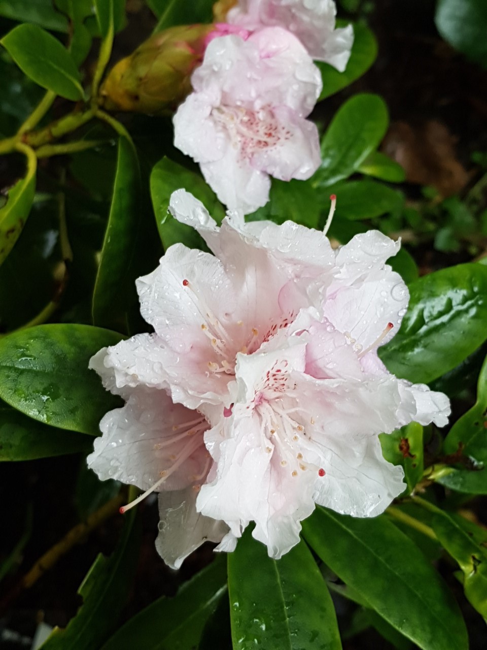 'Schneekrone' INKARHO